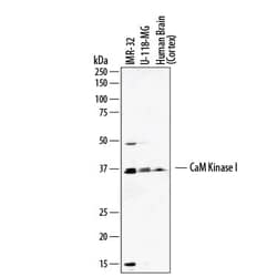 Invitrogen CaMKI Polyclonal Antibody 100 &mu;g; Unconjugated:Anticorps,