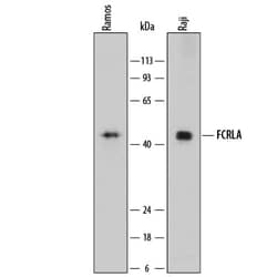 Invitrogen FCRLA Polyclonal Antibody 100 &mu;g; Unconjugated:Antibodies,