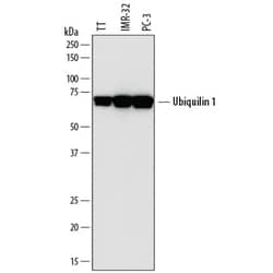 Invitrogen Ubiquilin 1 Polyclonal Antibody 100 &mu;g; Unconjugated:Antibodies,