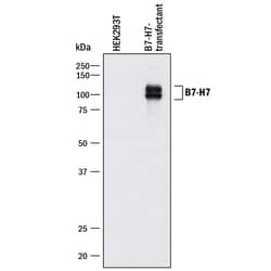 Invitrogen HHLA2 Polyclonal Antibody 100 &mu;g; Unconjugated:Antibodies,