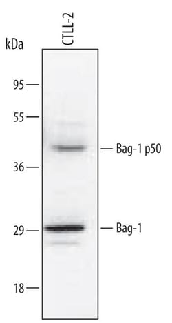 Invitrogen BAG1 Polyclonal Antibody 100 &mu;g; Unconjugated:Antibodies,