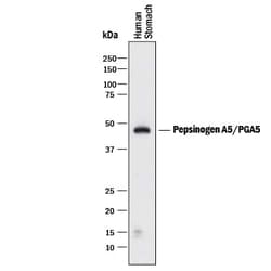 Invitrogen PGA5 Polyclonal Antibody 100 &mu;g; Unconjugated:Antibodies,