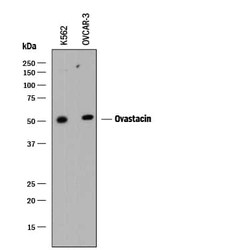 Invitrogen ASTL Polyclonal Antibody 100 &mu;L; Unconjugated:Antibodies,