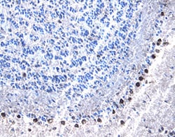 Invitrogen Phospho-RSK1/RSK2 (Ser221, Ser227) Polyclonal Antibody 100 &mu;g;