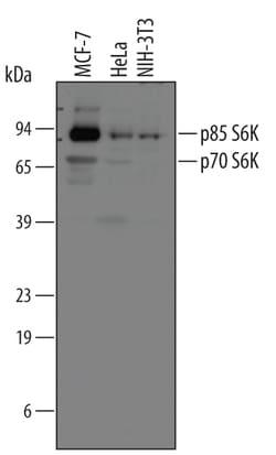 Invitrogen p70 S6 Kinase Polyclonal Antibody 100 &mu;g | Buy Online | Invitrogen&trade; | Fisher Scientific