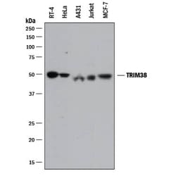 Invitrogen TRIM38 Polyclonal Antibody 100 &mu;g; Unconjugated:Antikörper
