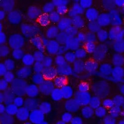 Invitrogen FGFBP2 Polyclonal Antibody 100 &mu;g; Unconjugated:Antibodies,