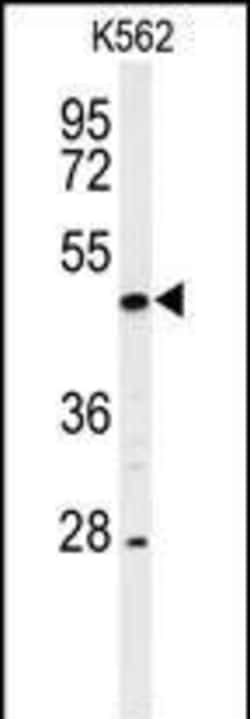 Invitrogen RIP3 Polyclonal Antibody 400 μL; Unconjugated:Antibodies,