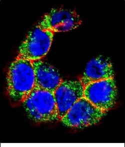 Invitrogen MUC20 Polyclonal Antibody 400 &mu;L; Unconjugated:Antibodies,