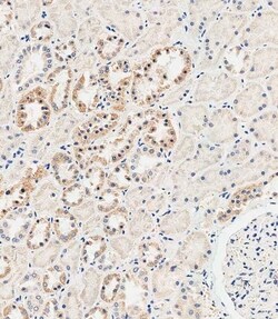 Invitrogen MUC20 Polyclonal Antibody 400 &mu;L; Unconjugated:Antibodies,