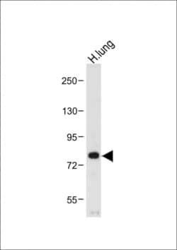 Invitrogen MUC20 Polyclonal Antibody 400 &mu;L; Unconjugated:Antibodies,