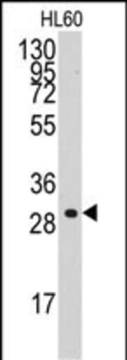 Invitrogen Cyclin C Polyclonal Antibody 400 &mu;L | Buy Online | Invitrogen&trade; | Fisher Scientific