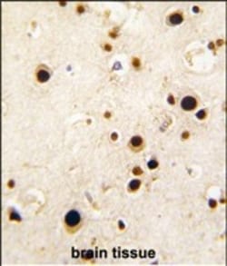 Invitrogen HnRNP Q Polyclonal Antibody 400 &mu;L | Buy Online | Invitrogen&trade; | Fisher Scientific