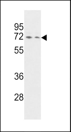 Invitrogen HnRNP Q Polyclonal Antibody 400 &mu;L | Buy Online | Invitrogen&trade; | Fisher Scientific