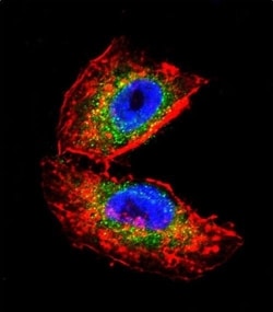 Invitrogen Acetylcholinesterase Polyclonal Antibody 400 &mu;L; Unconjugated:Antibodies,