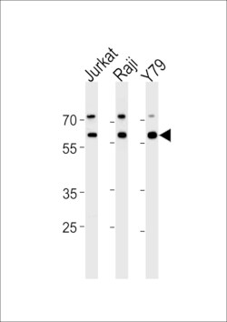 Invitrogen Acetylcholinesterase Polyclonal Antibody 400 &mu;L; Unconjugated:Antibodies,