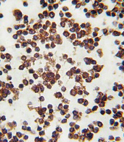 Invitrogen ALOX15 Polyclonal Antibody 200 μL; Unconjugated:Antibodies,