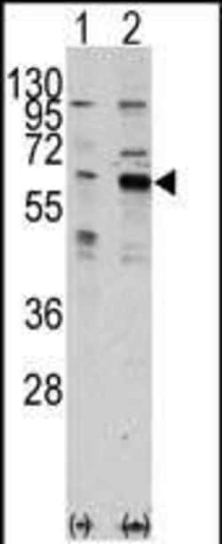Invitrogen PAK3 Polyclonal Antibody 400 &mu;L; Unconjugated:Antibodies,