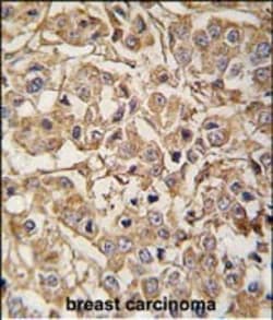 Invitrogen MLCK Polyclonal Antibody 400 &mu;L; Unconjugated:Antibodies,