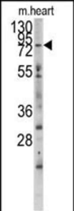 Invitrogen MLCK Polyclonal Antibody 400 &mu;L; Unconjugated:Antibodies,