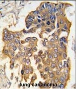 Invitrogen Caspase 9 Polyclonal Antibody 400 &mu;L; Unconjugated:Antikörper