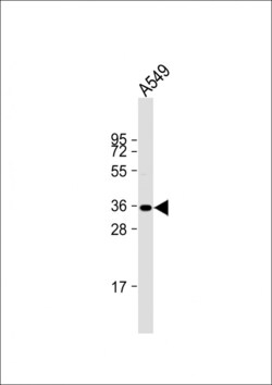Invitrogen Caspase 9 Polyclonal Antibody 400 &mu;L; Unconjugated:Antikörper