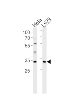 Invitrogen Caspase 9 Polyclonal Antibody 400 &mu;L; Unconjugated:Antikörper