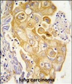 Invitrogen PTGIS Polyclonal Antibody 400 &mu;L; Unconjugated:Antibodies,