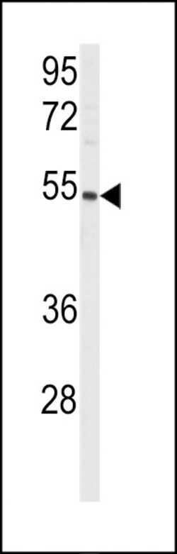 Invitrogen PTGIS Polyclonal Antibody 400 &mu;L; Unconjugated:Antibodies,