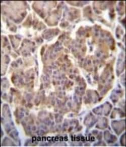 Invitrogen PIK3CB Polyclonal Antibody 400 &mu;L; Unconjugated:Antibodies,