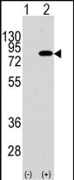 Invitrogen PIK3R2 Polyclonal Antibody 400 &mu;L; Unconjugated:Antibodies,