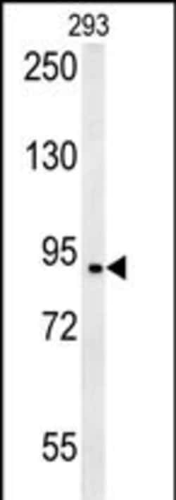 Invitrogen BRD2 Polyclonal Antibody 400 &mu;L; Unconjugated:Antibodies,
