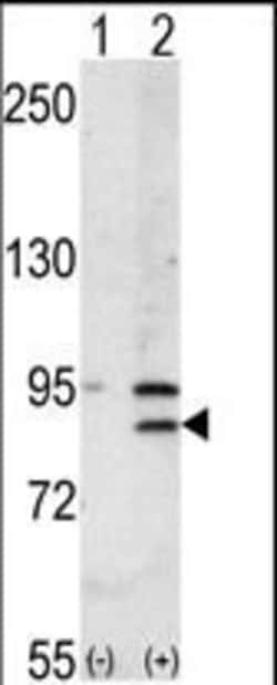 Invitrogen BRD2 Polyclonal Antibody 400 &mu;L; Unconjugated:Antibodies,