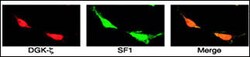 Invitrogen DGKZ Polyclonal Antibody 400 &mu;L; Unconjugated:Antibodies,
