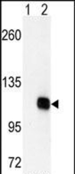 Invitrogen DGKZ Polyclonal Antibody 400 &mu;L; Unconjugated:Antibodies,