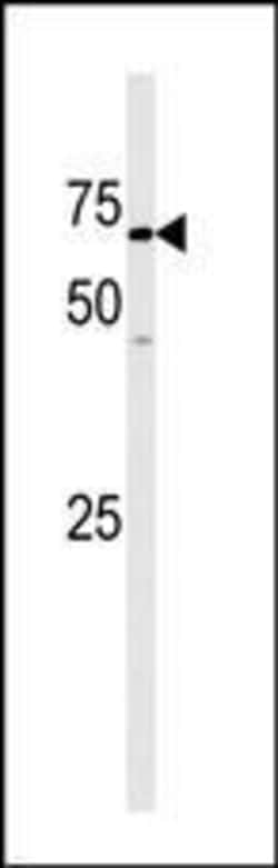 Invitrogen GAK Polyclonal Antibody 400 &mu;L | Buy Online | Invitrogen&trade; | Fisher Scientific
