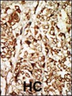 Invitrogen MOS Polyclonal Antibody 400 &mu;L; Unconjugated:Antibodies,