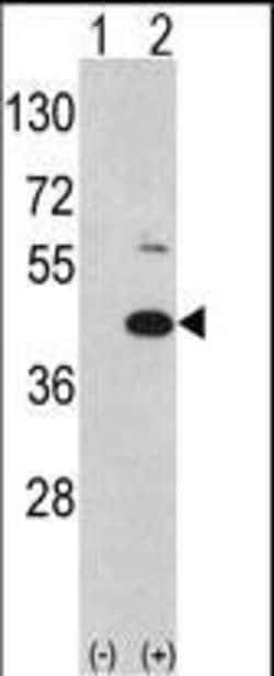 Invitrogen MOS Polyclonal Antibody 400 &mu;L; Unconjugated:Antibodies,