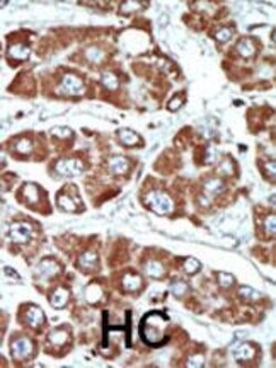 Invitrogen SIK1 Polyclonal Antibody 400 μL; Unconjugated:Antibodies,