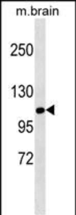 Invitrogen SIK1 Polyclonal Antibody 400 μL; Unconjugated:Antibodies,
