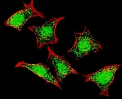 Invitrogen NPR3 Polyclonal Antibody 200 &mu;L; Unconjugated:Antibodies,