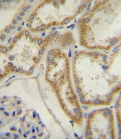 Invitrogen NPR3 Polyclonal Antibody 200 &mu;L; Unconjugated:Antibodies,