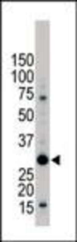 Invitrogen 14-3-3 beta Polyclonal Antibody 400 &mu;L; Unconjugated:Antibodies,