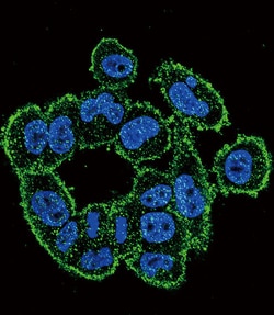 Invitrogen Urokinase Polyclonal Antibody 400 &mu;L; Unconjugated:Antibodies,