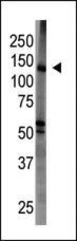 Invitrogen MAGI1 Polyclonal Antibody 400 &mu;L; Unconjugated:Antibodies,