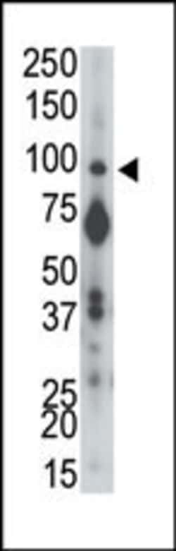 Invitrogen PTPRA Polyclonal Antibody 400 &mu;L | Buy Online | Invitrogen&trade; | Fisher Scientific