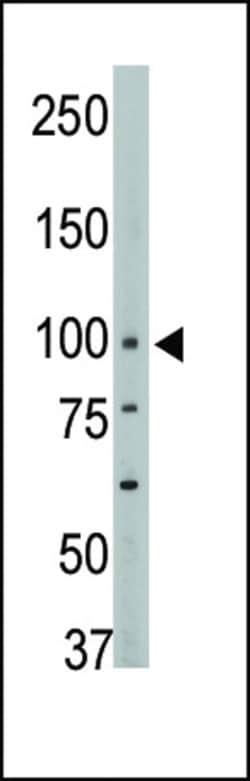 Invitrogen PTPN3 Polyclonal Antibody 400 &mu;L; Unconjugated:Antibodies,