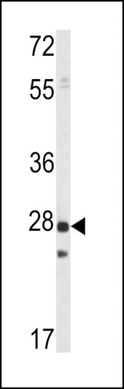 Invitrogen PRL1 Polyclonal Antibody 400 &mu;L; Unconjugated:Antibodies,