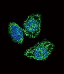 Invitrogen MKP3 Polyclonal Antibody 400 &mu;L; Unconjugated:Antibodies,