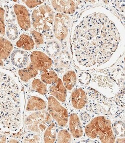 Invitrogen MKP3 Polyclonal Antibody 400 &mu;L; Unconjugated:Antibodies,